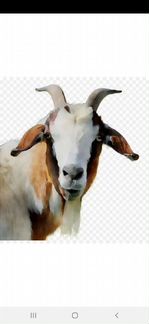 Англо нубийский козел - фотография № 1