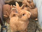 Бургундские кролики объявление продам