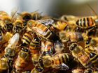 Пчелиные семьи объявление продам