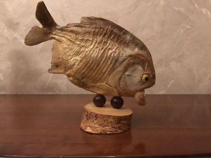 Чучело пираньи