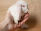 Кролики альбиносы объявление продам