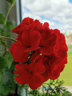 Герань махровая белая, красная