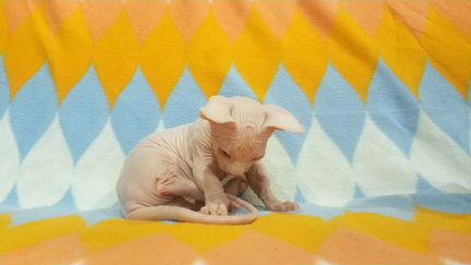 Бамбино малыши