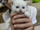 Котик.Белый котенок.Турецкая ангора