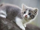 Котята от Сибирской домашней кошки