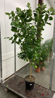 Лимон 180-190 см / Лимонное дерево