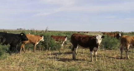 Коровы с телятами, телки, бычки - фотография № 4