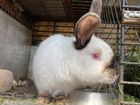 Кролики калифорнийские (самец и самка) объявление продам