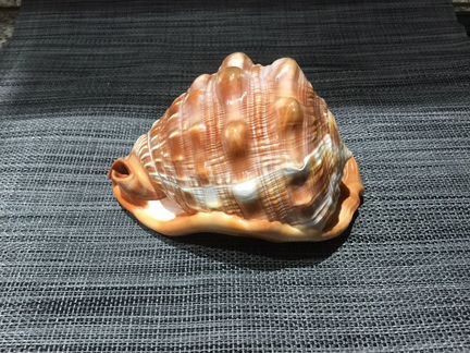 Морская раковина