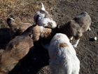 Продам щенков от кавказкой овчарки крупные отлична