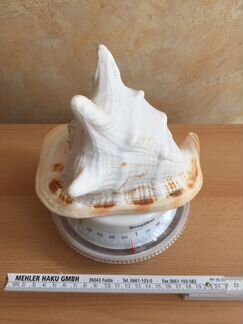 Раковина морская большая