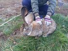 Кролики породы фландр