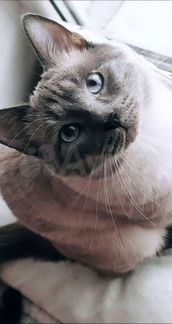 Молодой тайский котик blue point на вязку