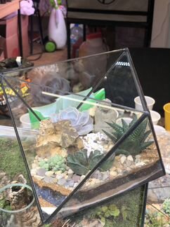 Флорариум с суккулентами и буддой, утро в Тибете