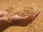 Продам пшеницу фуражную объявление продам
