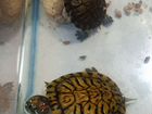 Красноухие черепахи объявление продам