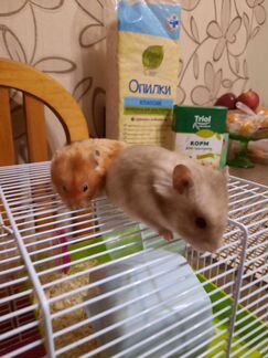 Сирийский хомяк бесплатно