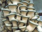 Цех по производству грибов вешенок
