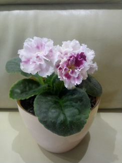 Фиалки (сортовые, Petite Blarney)