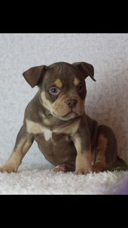 Американский Булли красивые детки