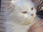 Персидская кошка в добрые руки объявление продам