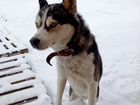 Найден Пёс Сибирский хаски нашли мальчика