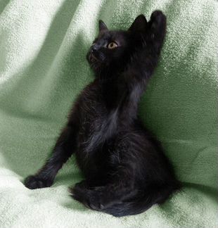 Отдам черного котенка девочку, 3 мес