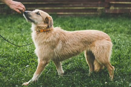 Собака Ася в добрые руки