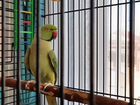 Зелёный ожереловый попугай вместе с клеткой