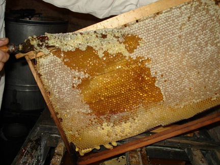 Горный липовый мед из Сочи