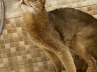 Абиссинский кот вязка объявление продам