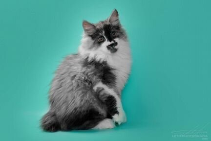 Продаётся замечательный котик, курильский бобтейл