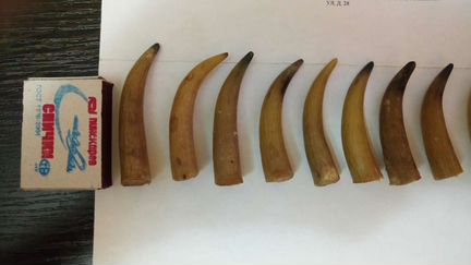 Кончики рогов