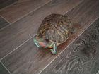Красноухая черепаха самец