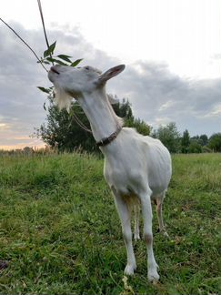 Альпийско-зааненская коза - фотография № 1