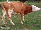 Коровы дойные молочные, быки на мясо
