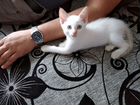 Тайский белоснежный котёнок крем-пойнт