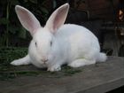 Кролики белые паннон объявление продам