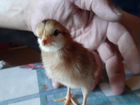 Цыплята Доминант 12.09 вылуп объявление продам