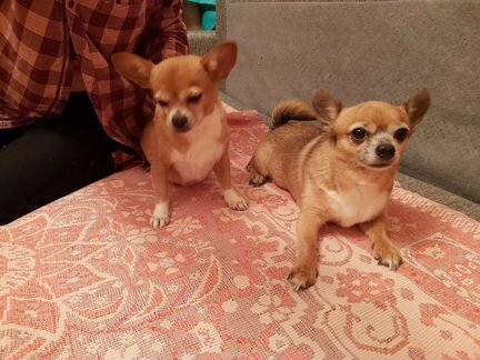 Щенки Чихуахуа