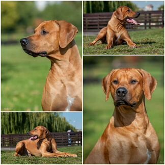 Родезийский риджбек для рекламы