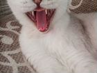 Шотландская вислоухая кошка в добрые руки бесплатн объявление продам