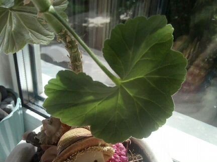 Пеларгония герань