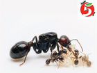 Муравьи для муравьиной фермы / Messor / Lasius