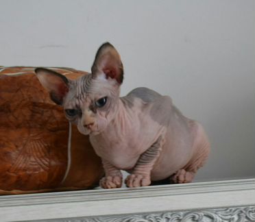 Кошка