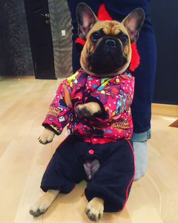 Новая одежда для собак «Радуга