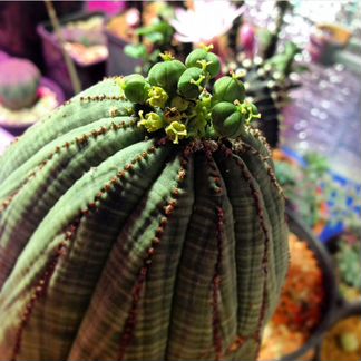 Euphorbia Obesa - эуфорбия обеса, молочай