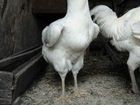 Гилянские (Гергебильские) цыплята, куры, петухи