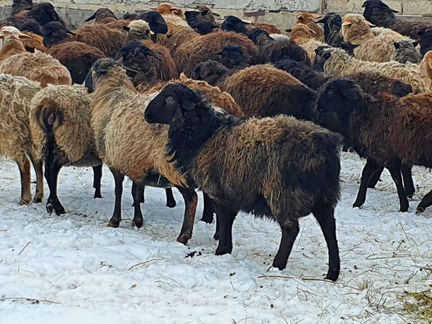 Курдючные ярки овцематки - фотография № 4