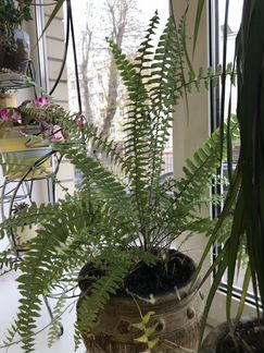 Папоротник